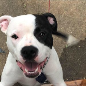 Meet your Posher, Adrianne